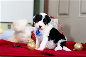 Owen - Sheepadoodle for sale