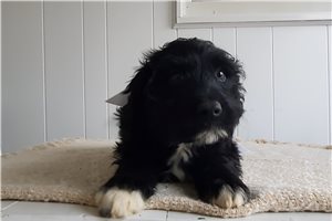 Faith - Portuguese Water Dog for sale