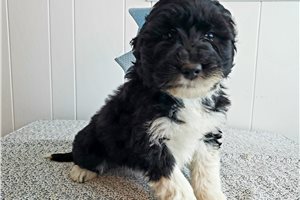 Freya - Portuguese Water Dog for sale