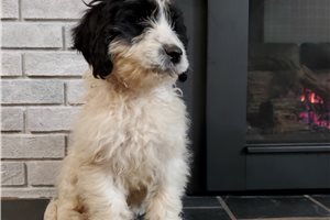 Victor - Portuguese Water Dog for sale