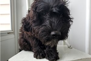 Vera - Portuguese Water Dog for sale