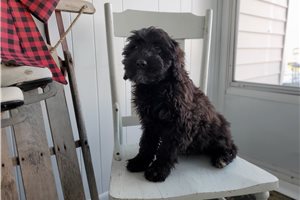 Vera - Portuguese Water Dog for sale