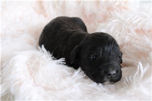 Ezra - puppy for sale