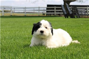 Ethan - Portuguese Water Dog for sale