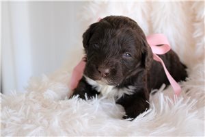 Evelyn - Portuguese Water Dog for sale
