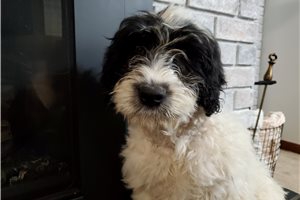 Vivian - Portuguese Water Dog for sale