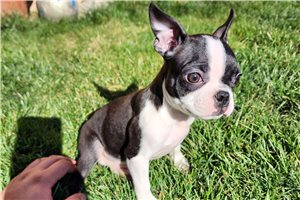 Ryan - Boston Terrier for sale