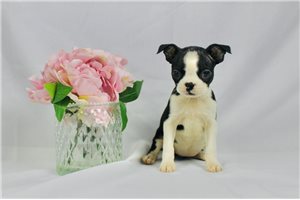 River - Boston Terrier for sale