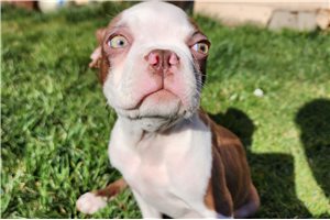 Riley - Boston Terrier for sale