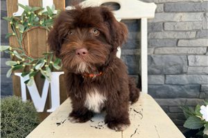 Eddie - Havanese for sale