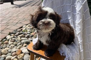 Juliet - puppy for sale