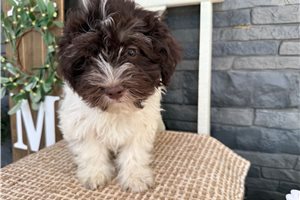 Ember - puppy for sale