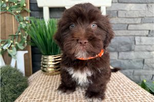 Eddie - Havanese for sale
