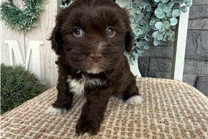 Ellie - Havanese for sale