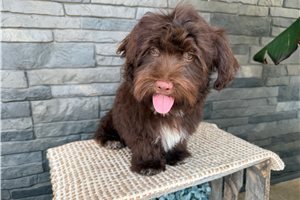 Eddie - Havanese for sale