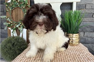 Ember - Havanese for sale