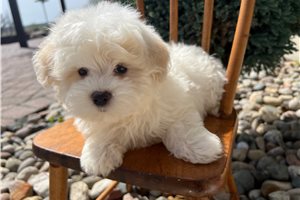 Jubilee - puppy for sale
