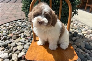 Judy - puppy for sale