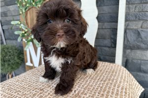 Ellie - Havanese for sale