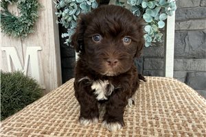 Eddie - puppy for sale