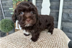 Eddie - Havanese for sale