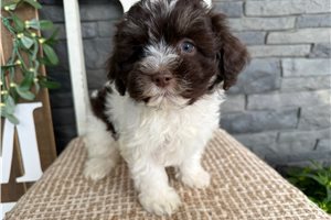 Ember - Havanese for sale