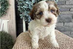 Enzo - puppy for sale