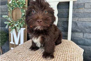 Eddie - Havanese for sale