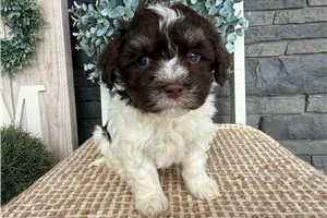 Ember - puppy for sale