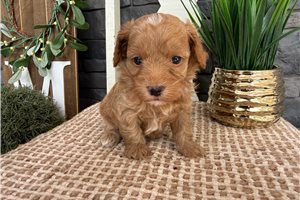 Jiminy - puppy for sale