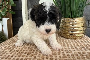 Judy - Havapoo for sale