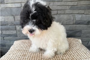 Judy - Havapoo for sale