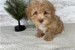 Carla - Havapoo for sale