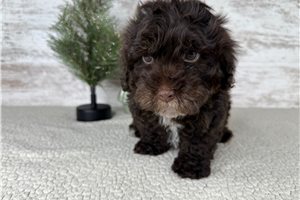 Cecil - Havapoo for sale