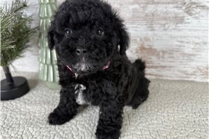 Cara - Havapoo for sale