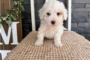 Judith - Havapoo for sale