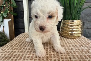 Judith - puppy for sale
