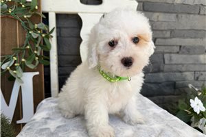 Judith - Havapoo for sale