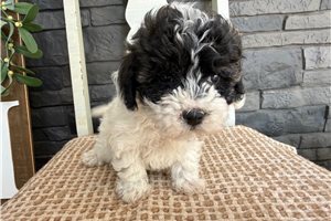 Judy - Havapoo for sale