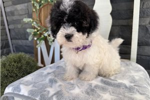 Judy - Havapoo for sale