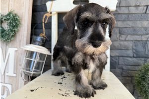 Sydney - puppy for sale