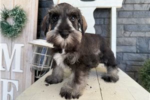 Sadie - puppy for sale