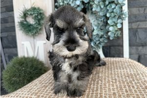 Delilah - Miniature Schnauzer for sale