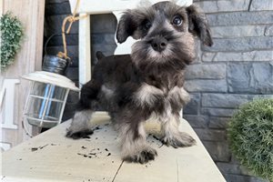 Suzie - puppy for sale