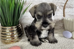 Daniel - puppy for sale