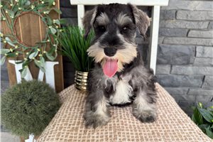 Delilah - Schnauzer, Miniature for sale