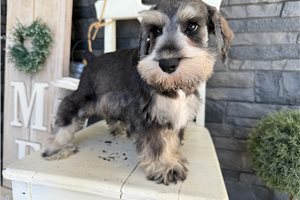 Slater - puppy for sale