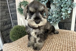 Delilah - Schnauzer, Miniature for sale