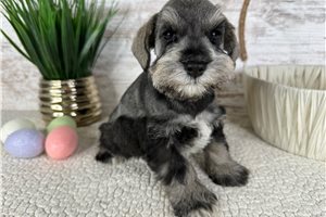 Delilah - Schnauzer, Miniature for sale