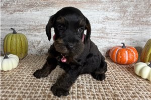 Kenzie - puppy for sale